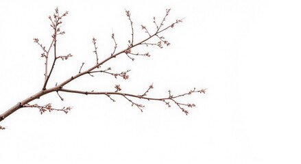 blossom isolated on white