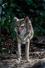 Eurasian wolf female. Latin name - Canis lupus