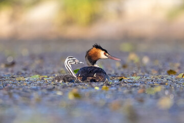Haubentaucher schwimmt mit seinem Jungen in einem Teich mit Wasserpflanzen - aufgenommen aus dem...