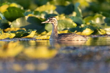 Haubentaucher Jungvogel schwimmt in einem Teich mit Wasserpflanzen - aufgenommen aus dem floating hide
