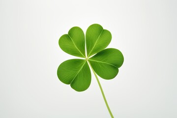 a four leaf clover on a white background