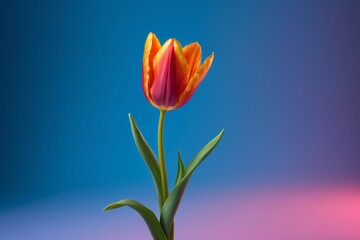 Fototapeta premium a single tulipow