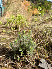 small coniferous plant in yellow grass. High quality photo