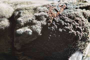 Close-up of mold and fungal growth on decayed organic material