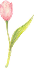 Fototapeta premium Hand painted Flower Watercolor Pattern, Pink Tulip