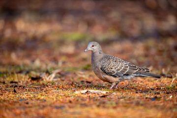 European turtle dove (Streptopelia turtur), japan.