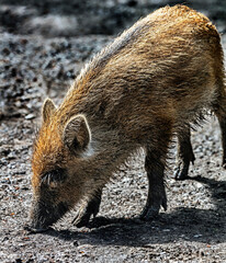 Wild piglet. Latin name - Sus scrofa	
