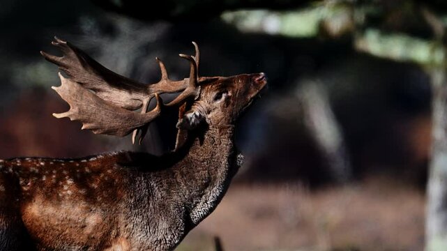 fallow deer in rutting season calling out