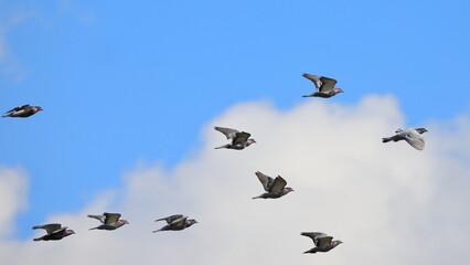 Flock of pigeons inflight against blue winter sky. 