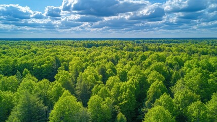 Obraz premium Aerial view of lush green forest nature landscape tranquil environment vibrant ecosystem scenic viewpoint