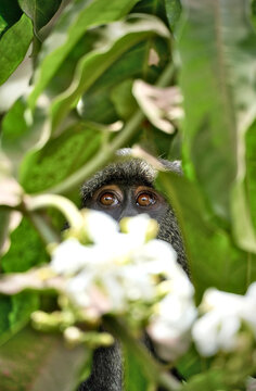 Diademmeerkatze im Lake Manyara Nationalpark (Tansania)