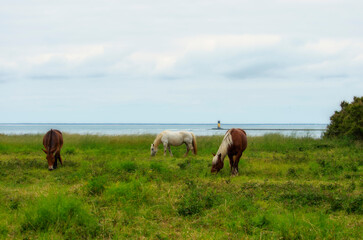 horses on the meadow