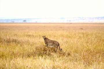 Schwangere Gepardin in der Serengeti (Tansania)