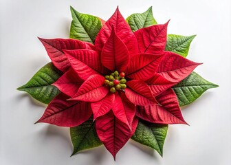 Aerial View of Poinsettia Flower Head, Christmas Star, Isolated on White Background