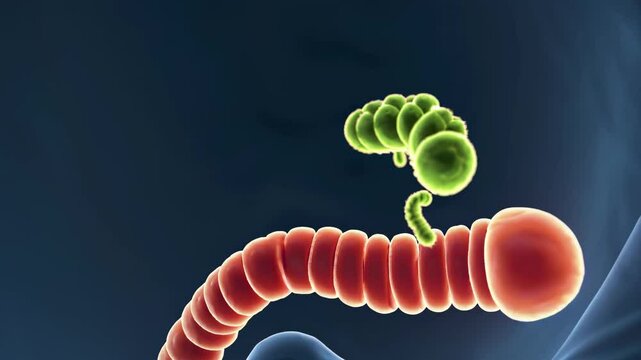 Exploration of microbial life within the human gut environment in vivid detail
