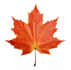 Obraz premium Close up on leaf isolated