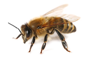 Honeybee isolated on white background, side view	