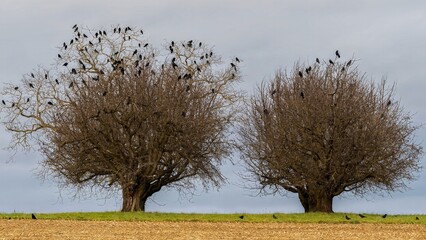 Two Leafless Trees Populated by Crows Under a Cloudy Sky