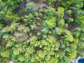 Naklejka premium coniferous forest on a cliff on the seashore top view