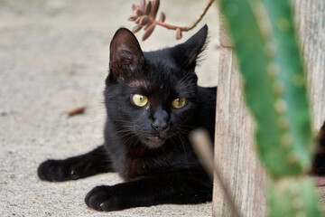 black cat on the roof
