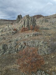 bare rocks nature autumn tree yellow. High quality photo