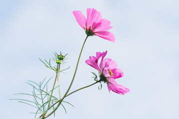 Blume | Sommerkörbchen