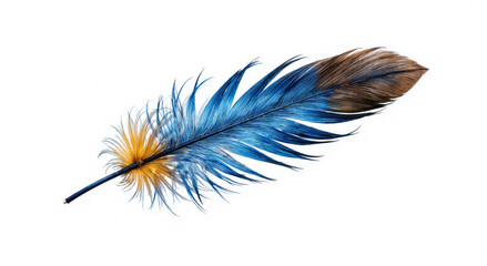 blue and yellow feathers