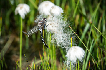 Dragonfly on a white flower