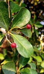 Close-up of a red Rhamnus Prinoides with green leaves in a garden