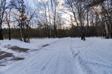 snow covered trees