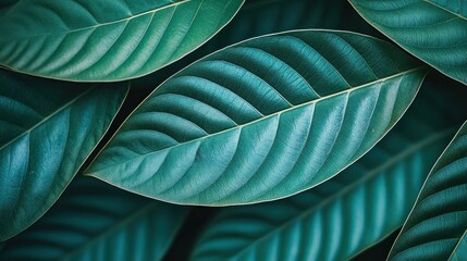 Fototapeta premium Dark green leaves background. Close-up view of tropical foliage texture.
