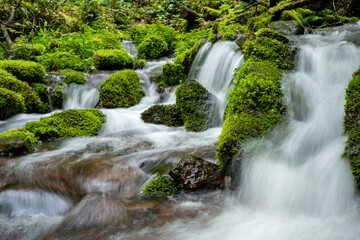 Enchanting Forest Waterfall: Cascading Waters Over Moss-Covered Rocks and Fallen Tree Trunks Amidst Lush Greenery, Capturing the Peaceful Natural Beauty of a Vibrant Woodland Scene