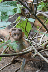 baby monkey searching something for eat