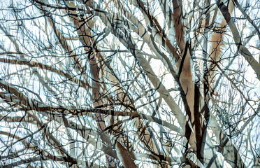Winter trees silhouette multiple exposure motion blur abstract background