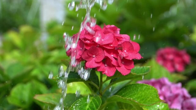 watering flowers as photo synthesis in the morning