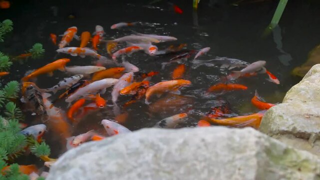 Koi fish in the pond make the home garden beautiful