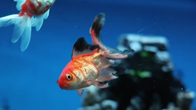 colorful koi fish