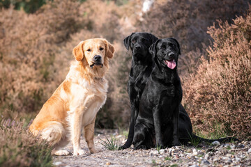 Golden Retriever and two Black Labradors posing in the fields and forest in the summer in Surrey