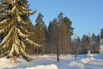 Beautiful winter nature, illuminated by light rays of light. Tall green pines, spruces, trees covered with white snow, large snowdrifts with white beaten paths, snow-covered road in Varkaus, Finland.