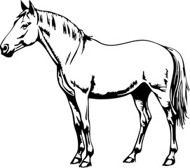 Obraz premium Elegant horse sketch on white background, rural symbolism