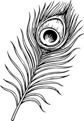 Stylish peacock feather sketch on white background, artistic expression