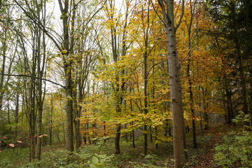 Herbstwald