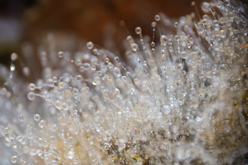 Nahaufnahme Mucor mucedo