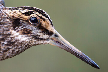 Zwergeschnepfe Portr&auml;t