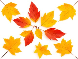 autumn maple leaves