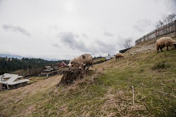Obraz premium Grazing Sheep on a Hilly Landscape Under Overcast Skies