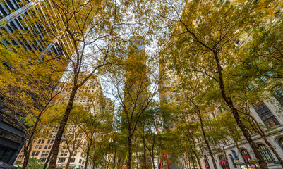 Arboles en Manhattan