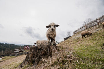 A Curious Lamb Standing on a Tree Stump in a Pastoral Landscape