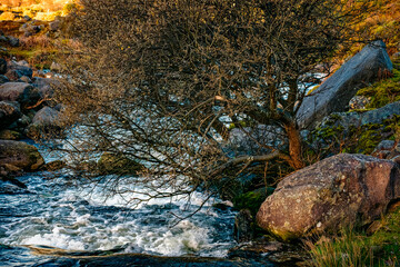 A stream flows swiftly over a bed of grey rocks. Moss grows on several rocks and the hill. A bare bush is by the stream.
