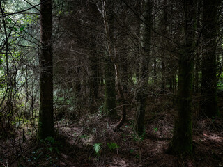 A tranquil forest filled with towering trees creates a peaceful atmosphere. Sunlight filters through the leaves, highlighting the rich greenery.